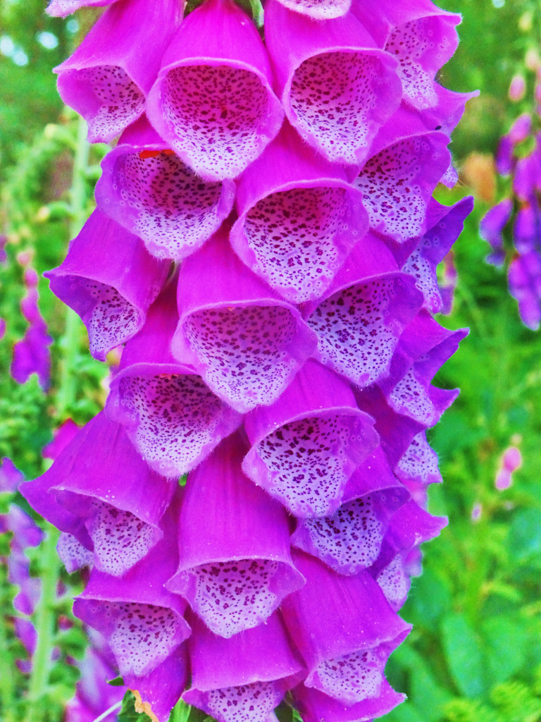 DSC08349c.JPG